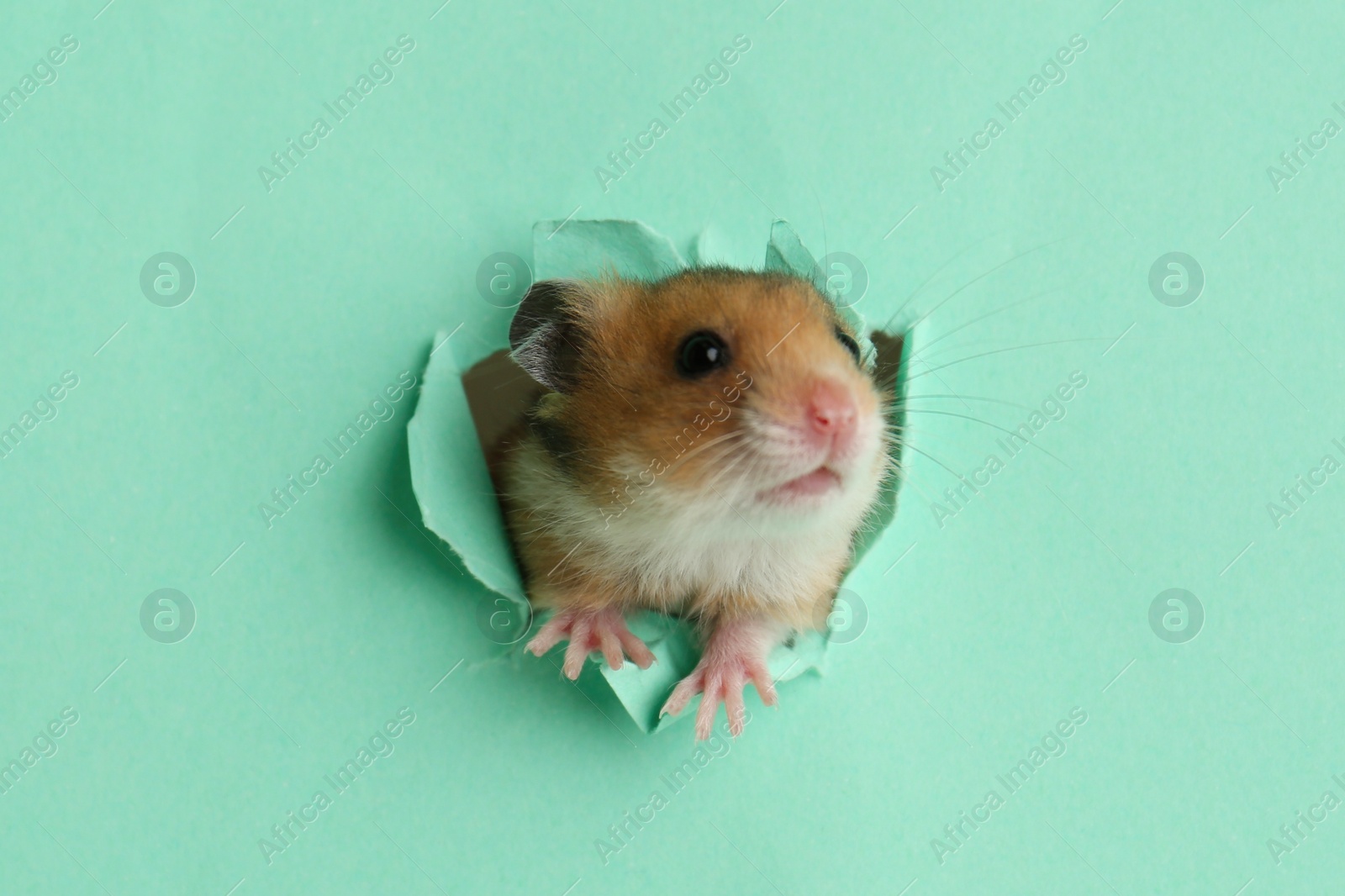 Photo of Cute little hamster looking out of hole in turquoise paper