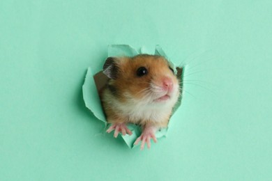 Cute little hamster looking out of hole in turquoise paper