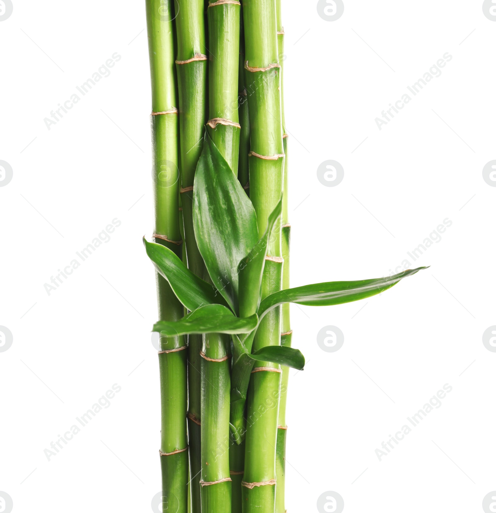 Photo of Green bamboo stems with leaves on white background