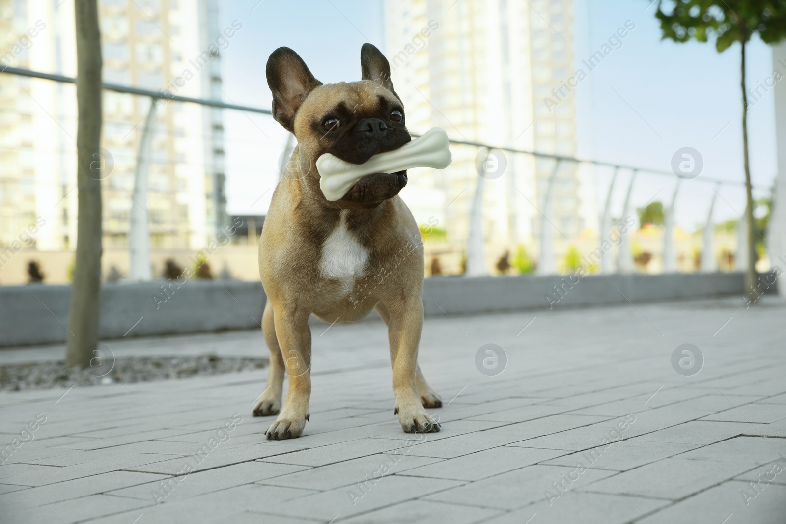 Photo of Cute French bulldog with bone treat outdoors, space for text. Lovely pet