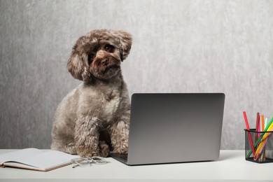 Photo of Cute Maltipoo dog on desk with laptop and stationery indoors