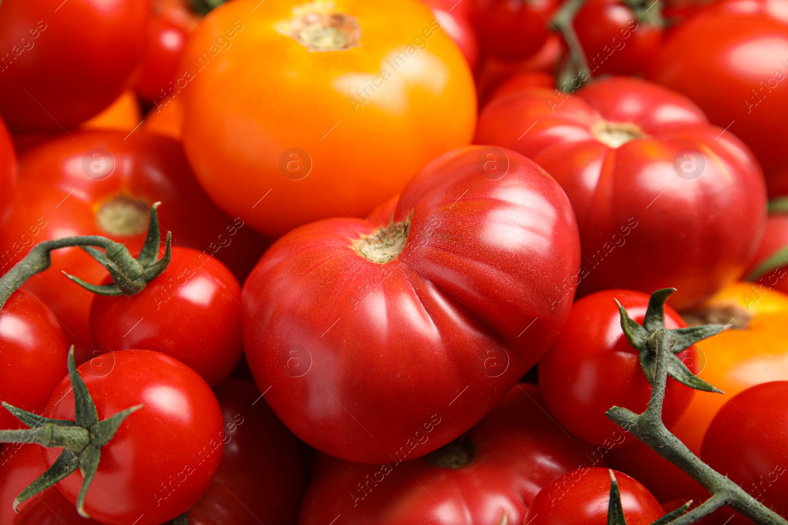 Photo of Many different ripe tomatoes as background, closeup