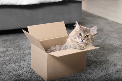 Cute fluffy cat in cardboard box on carpet at home