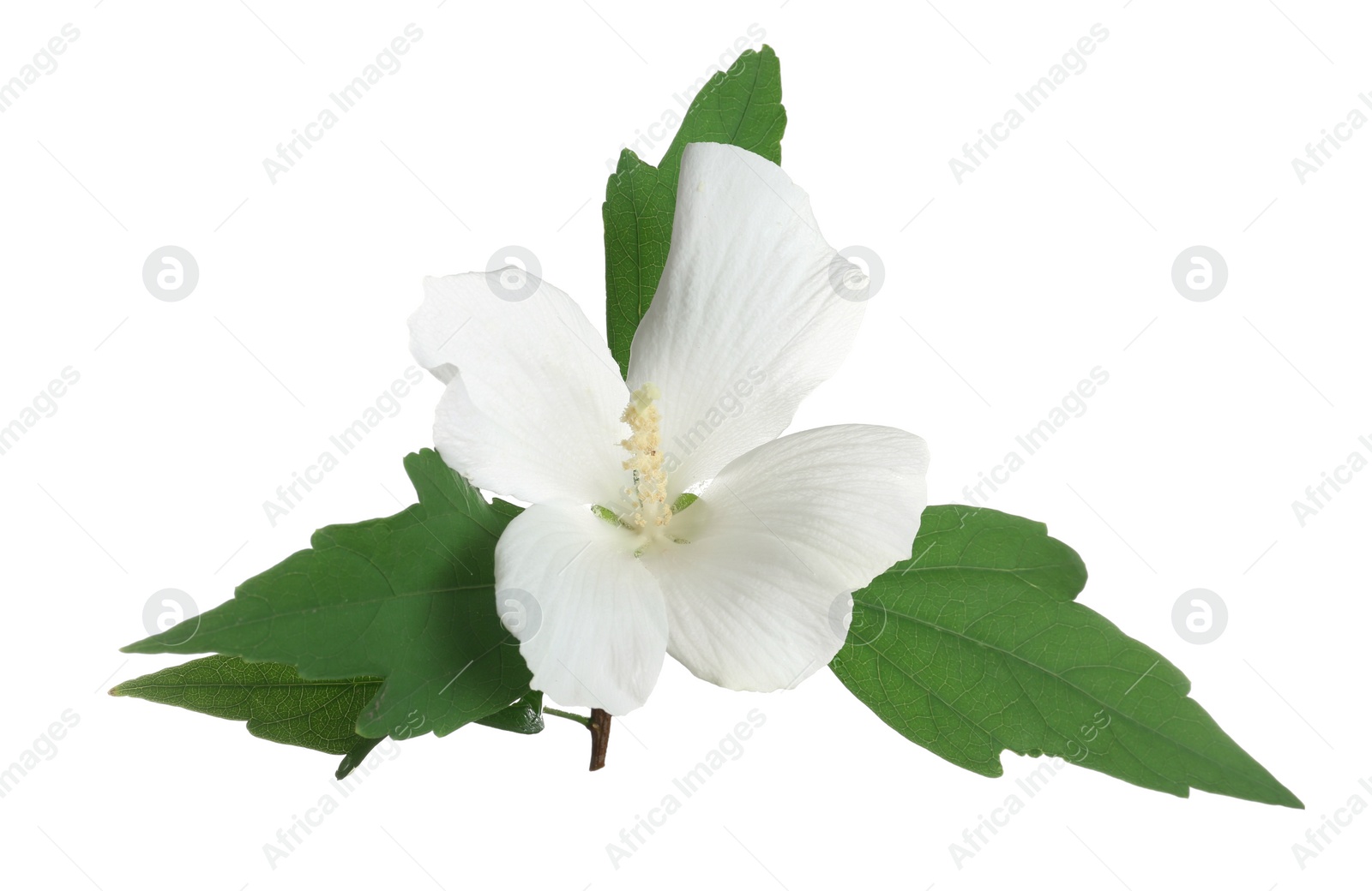 Photo of Beautiful tropical Hibiscus flower on white background