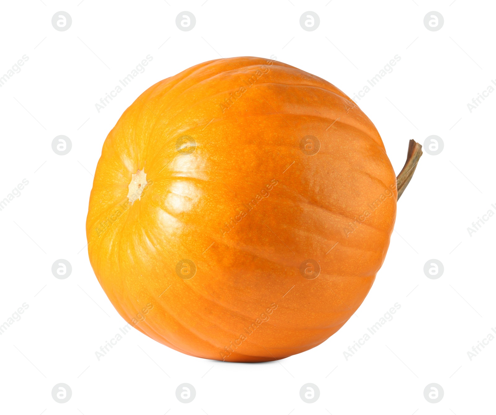 Photo of One fresh orange pumpkin isolated on white