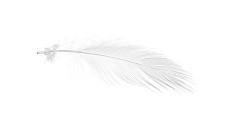 Photo of Beautiful fluffy bird feather isolated on white