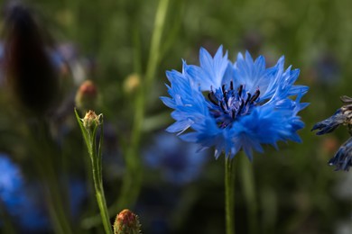 Photo of Beautiful blue cornflower outdoors on summer day, closeup