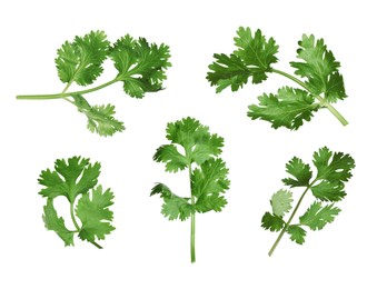 Image of Set with fresh coriander leaves on white background