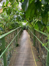 Photo of Bridge with railings among plants in botanic garden