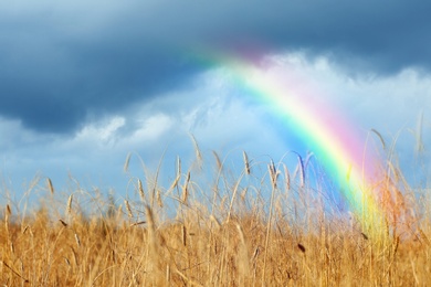 Image of Amazing rainbow over wheat field under stormy sky