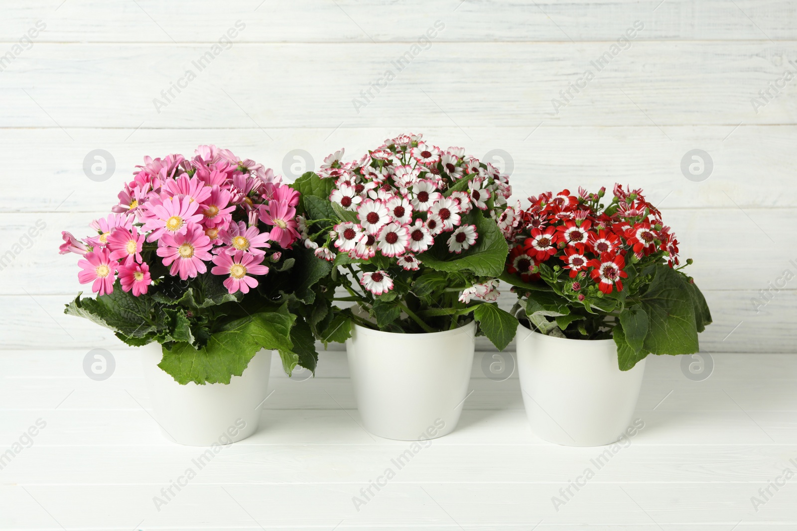 Photo of Beautiful cineraria plants in flower pots on white table