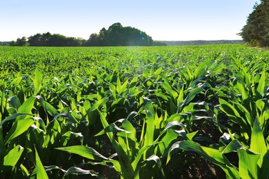 Photo of Beautiful agricultural field with green corn plants on sunny day