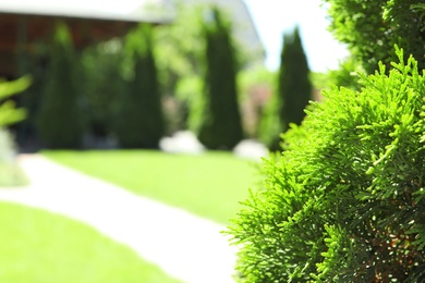 Photo of Green conifer bush in beautiful English style garden on sunny day