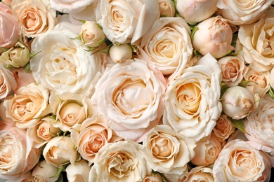 Many beautiful roses as background, top view