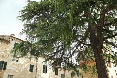 Photo of Beautiful conifer tree near old building, low angle view