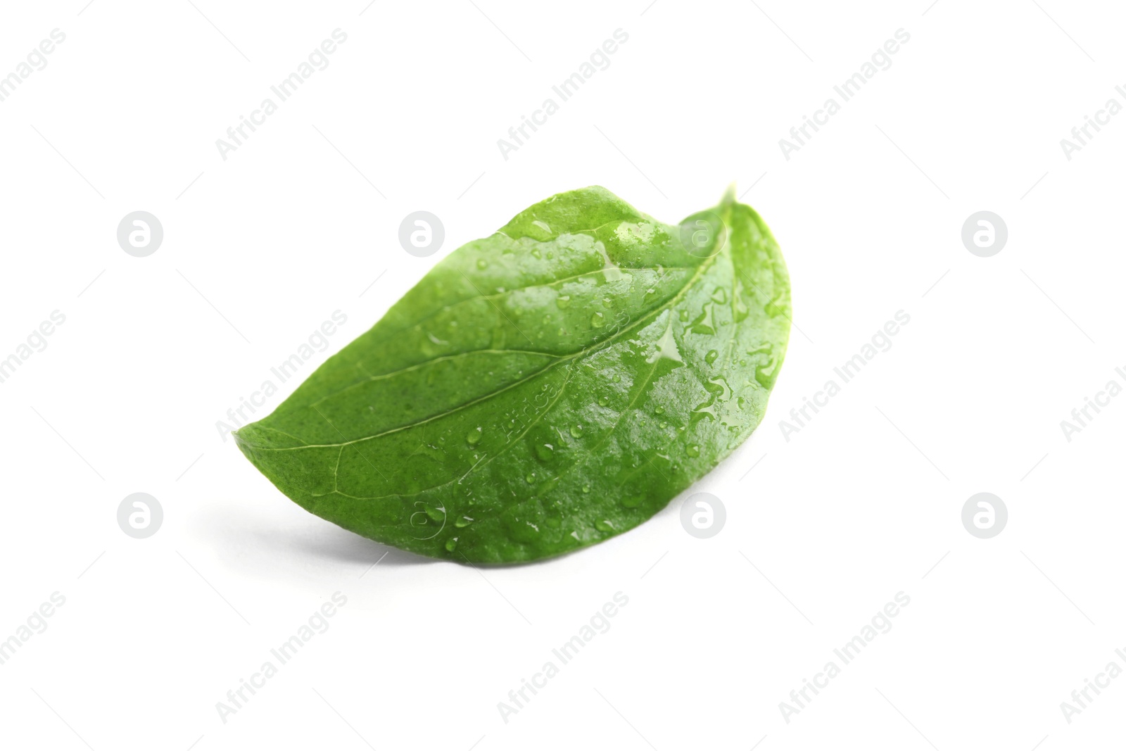 Photo of Green leaf with dew on white background