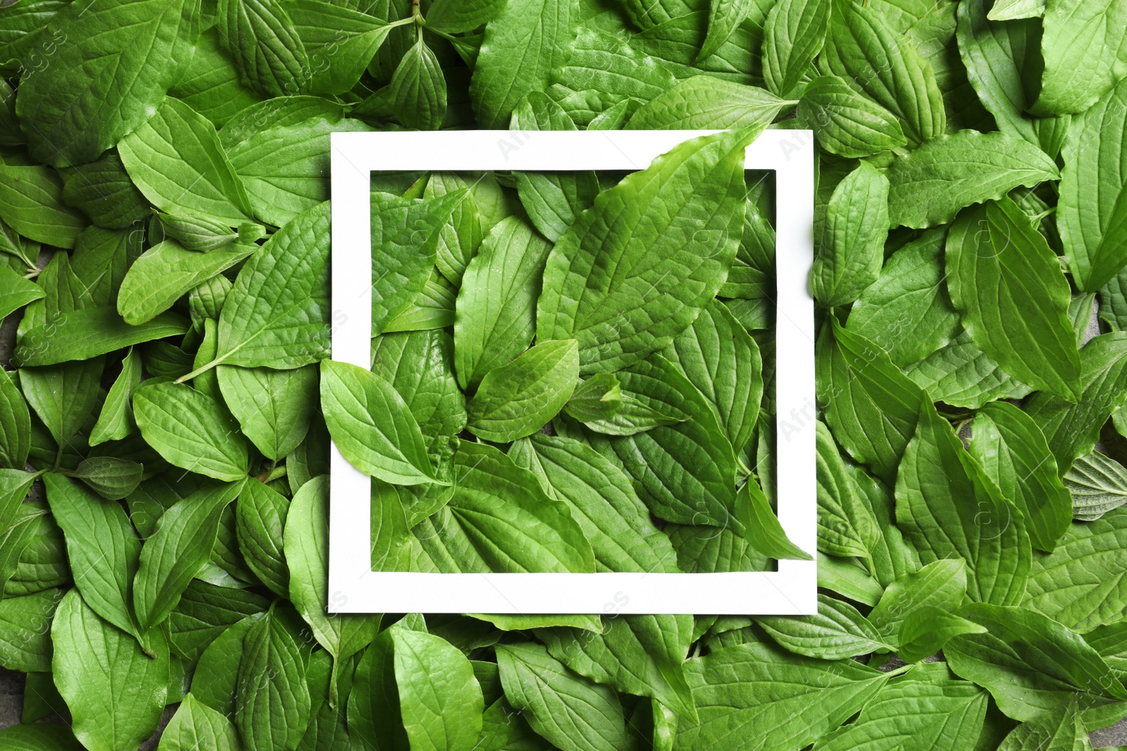 Photo of Paper frame on spring green leaves, top view