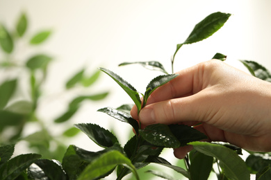 Photo of Farmer picking green tea leaves against light background, closeup