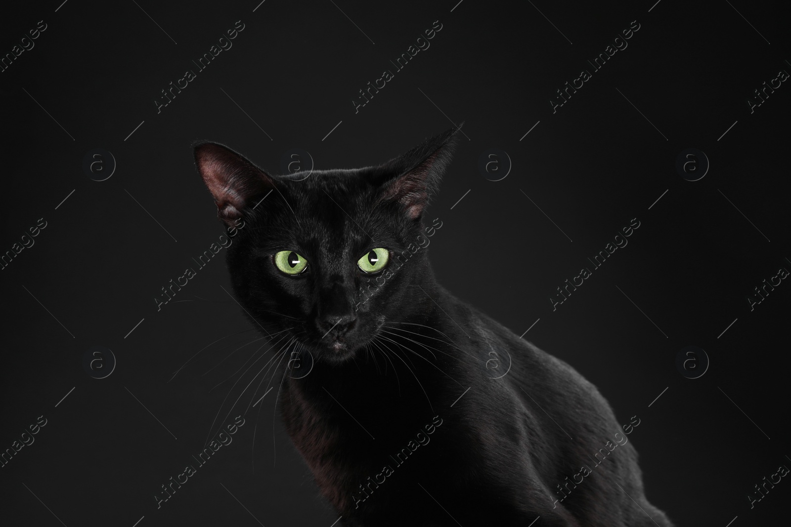 Photo of Adorable cat with green eyes on black background. Lovely pet