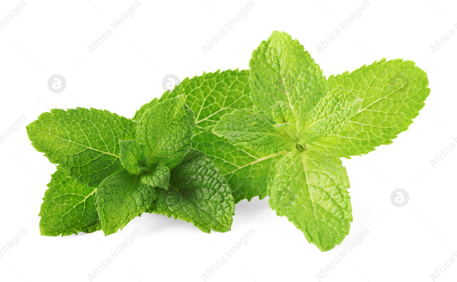 Photo of Fresh green mint leaves isolated on white