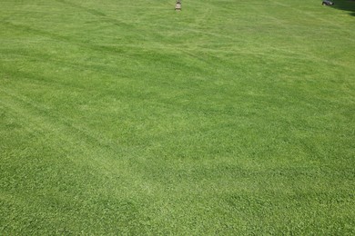 Beautiful view of green grass in garden on sunny day