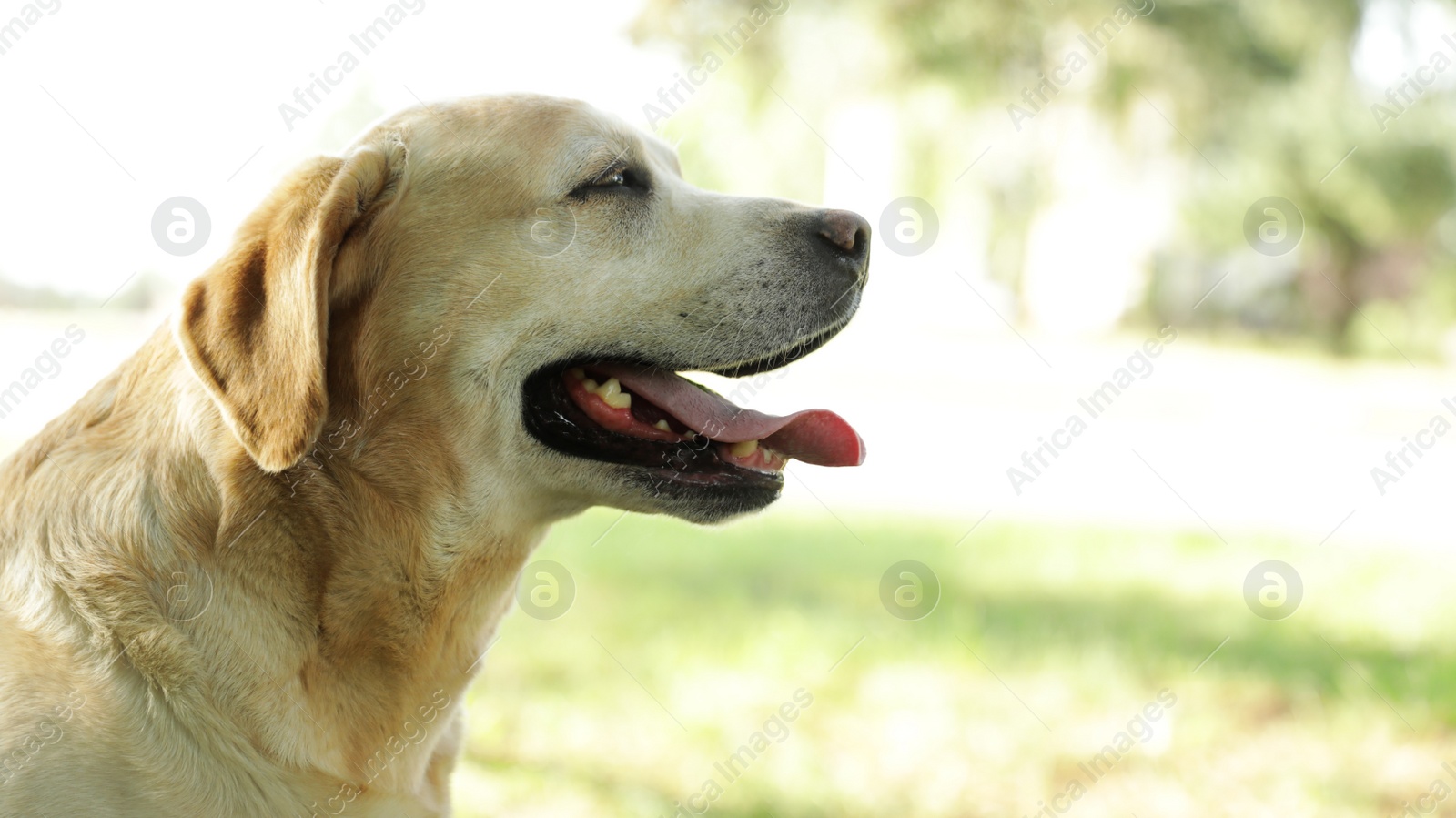 Photo of Cute Golden Labrador Retriever in sunny summer park