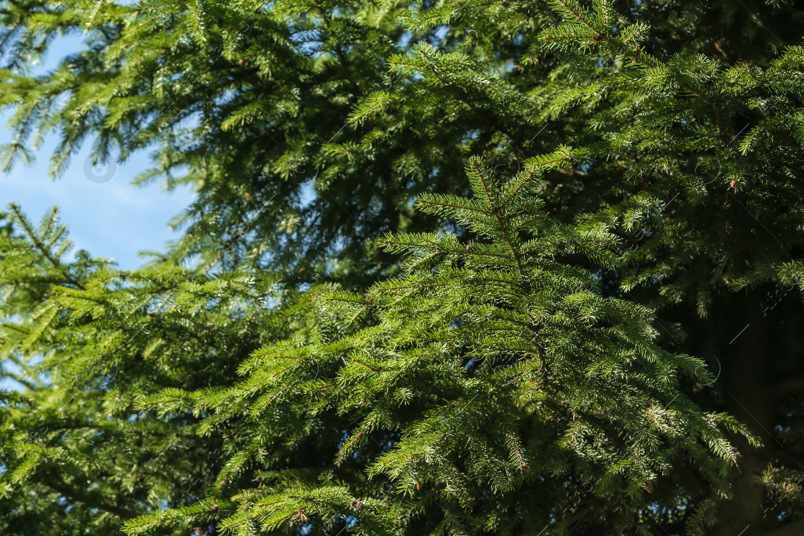 Photo of Green fir tree boughs with needles, closeup view