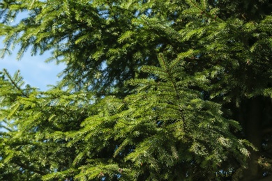 Green fir tree boughs with needles, closeup view