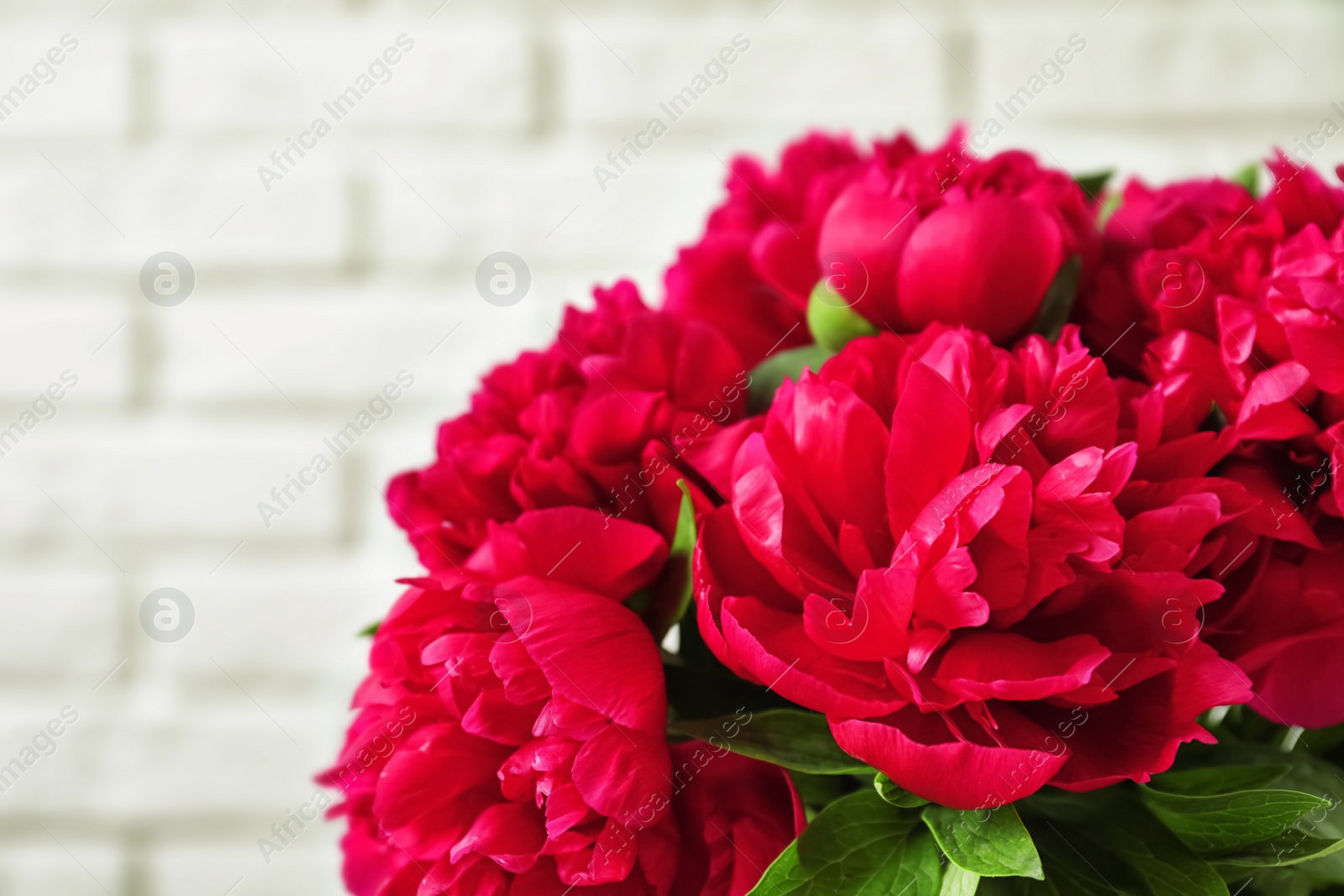 Photo of Beautiful blooming peony flowers on light background