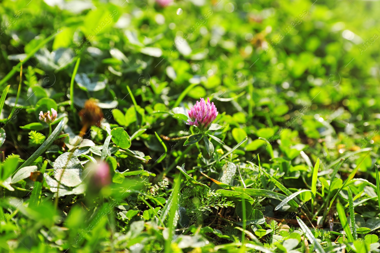 Photo of Beautiful clover flower on green meadow, closeup