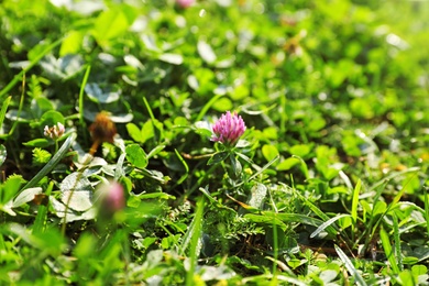 Beautiful clover flower on green meadow, closeup