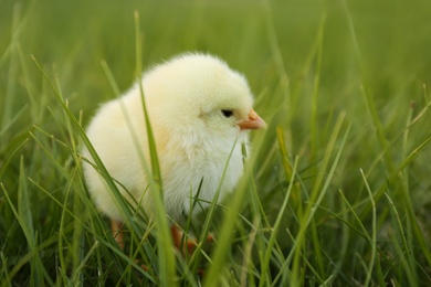 Photo of Cute fluffy baby chicken on green grass, closeup. Farm animal