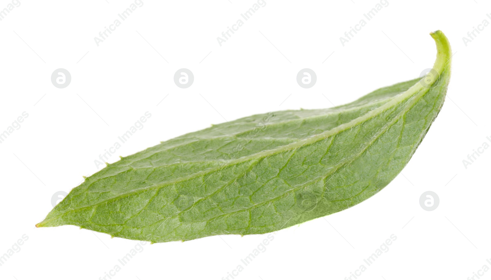 Photo of Fresh green jasmine leaf isolated on white