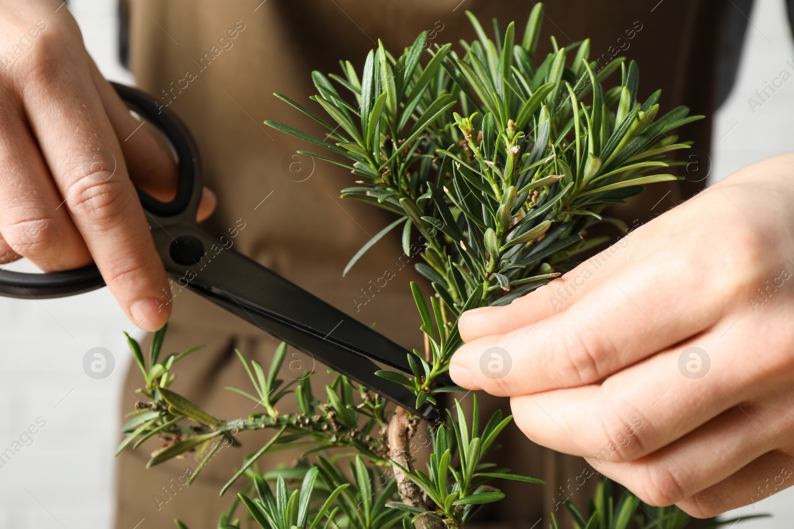 Photo of Woman trimming Japanese bonsai plant, closeup. Creating zen atmosphere at home