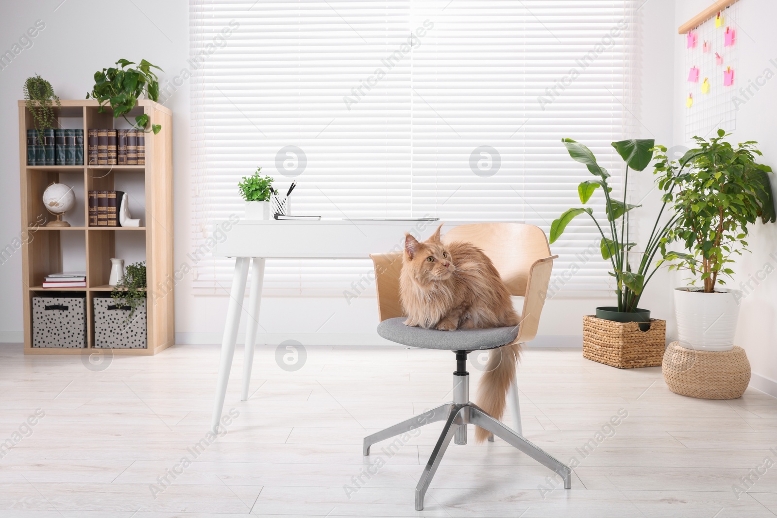 Photo of Beautiful cat sitting on chair near desk at home