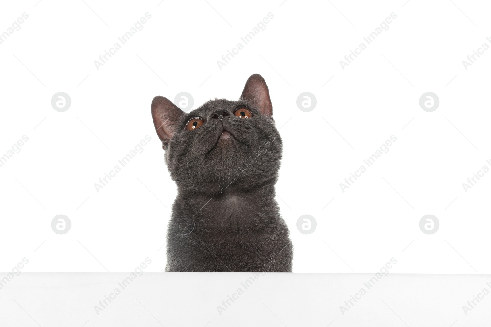 Photo of Adorable grey British Shorthair cat with poster on white background