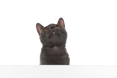 Photo of Adorable grey British Shorthair cat with poster on white background