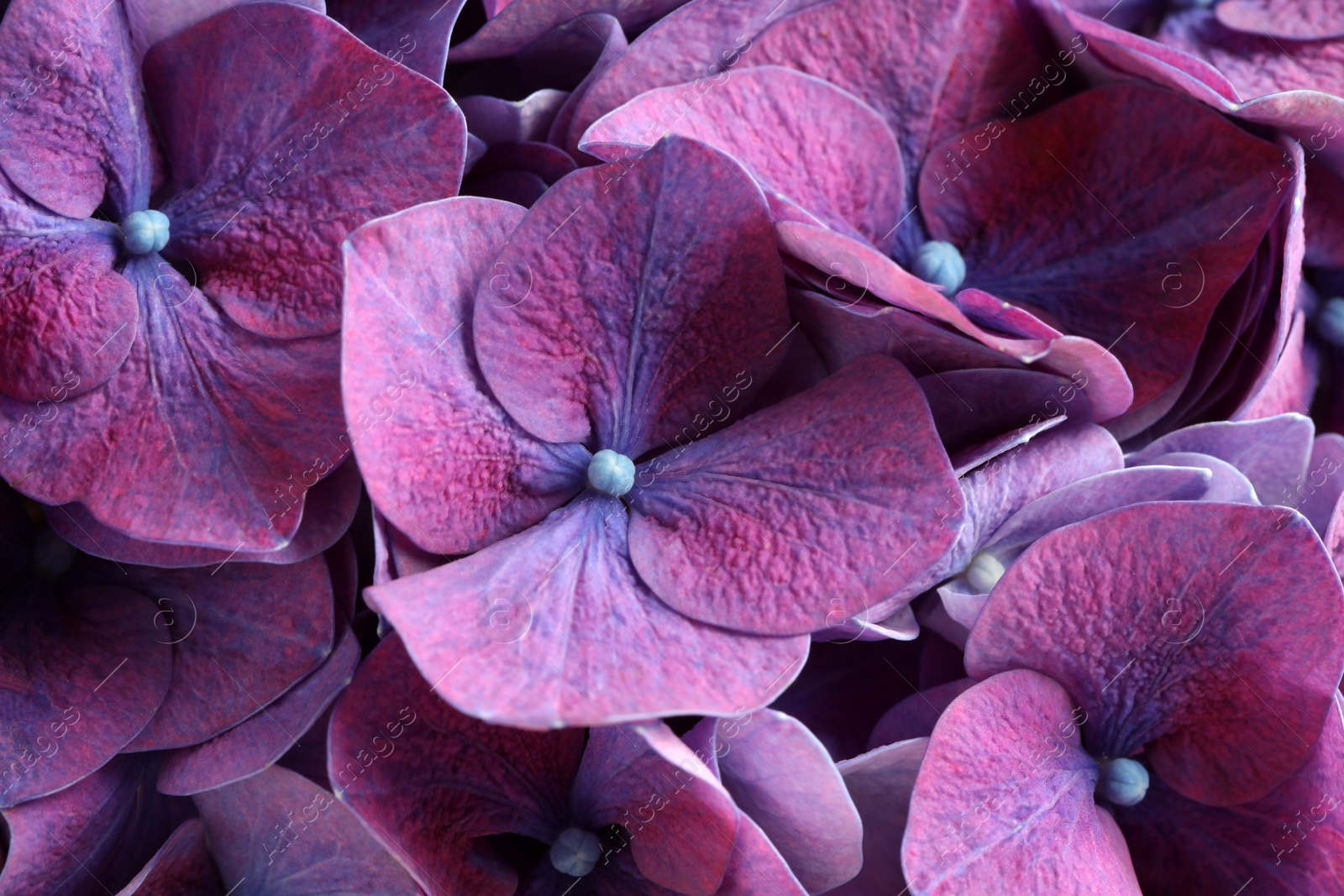 Photo of Beautiful violet hortensia flowers as background, closeup