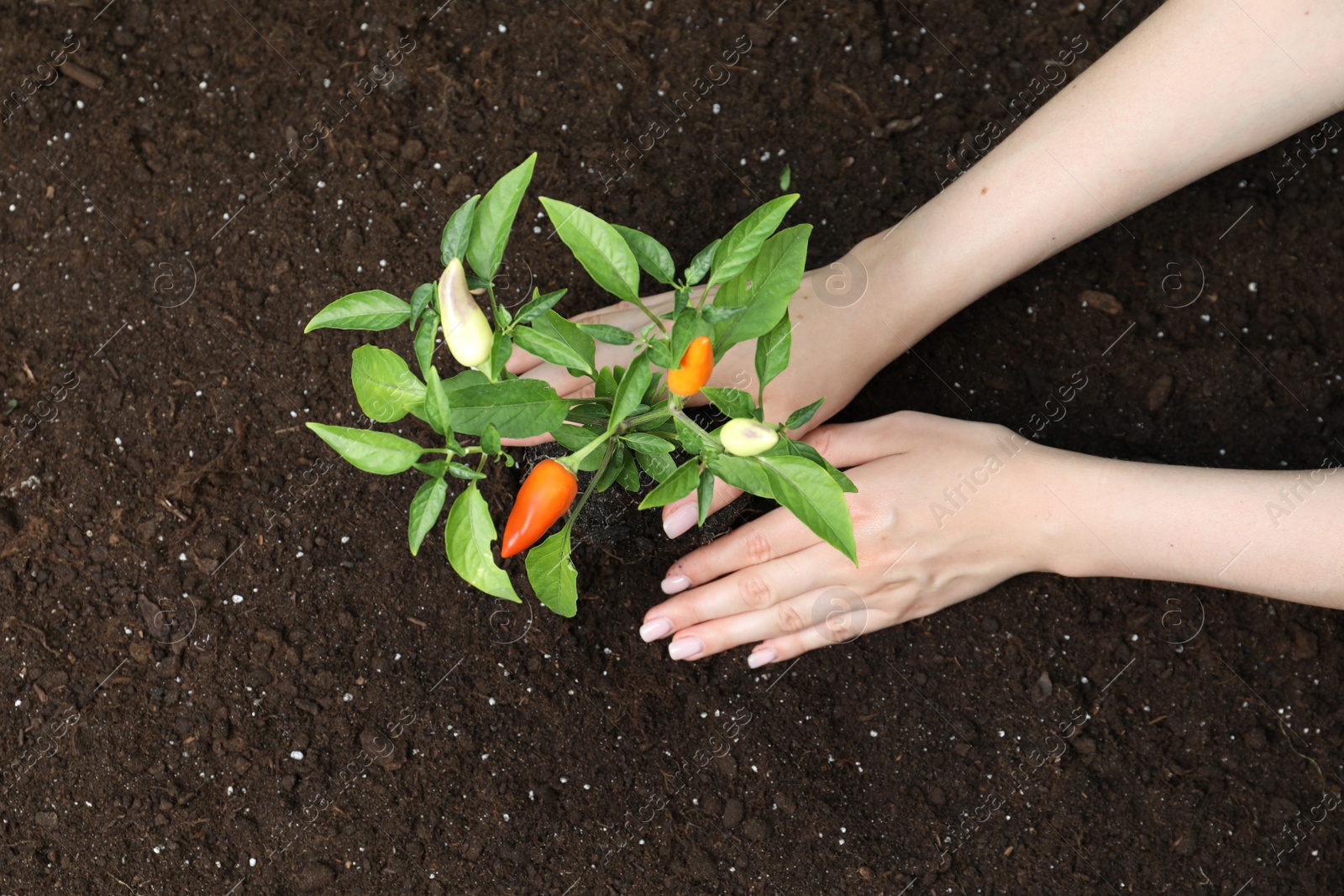 Photo of Woman transplanting pepper plant into soil, top view