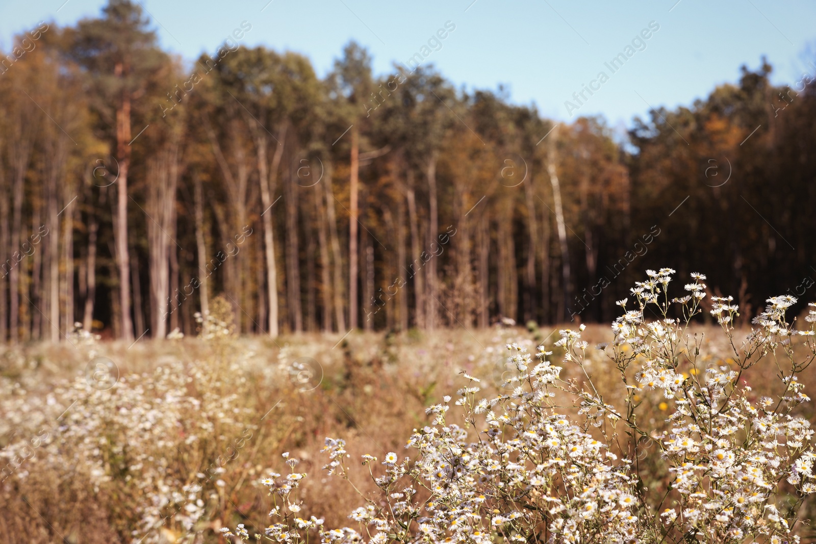 Photo of Beautiful view of wild flowers near forest. Space for text