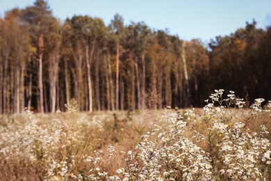 Photo of Beautiful view of wild flowers near forest. Space for text