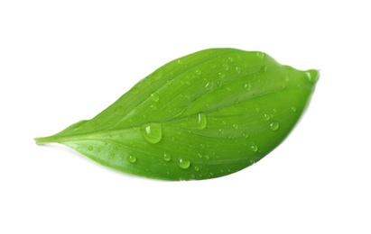 Photo of Green leaf with water drops isolated on white