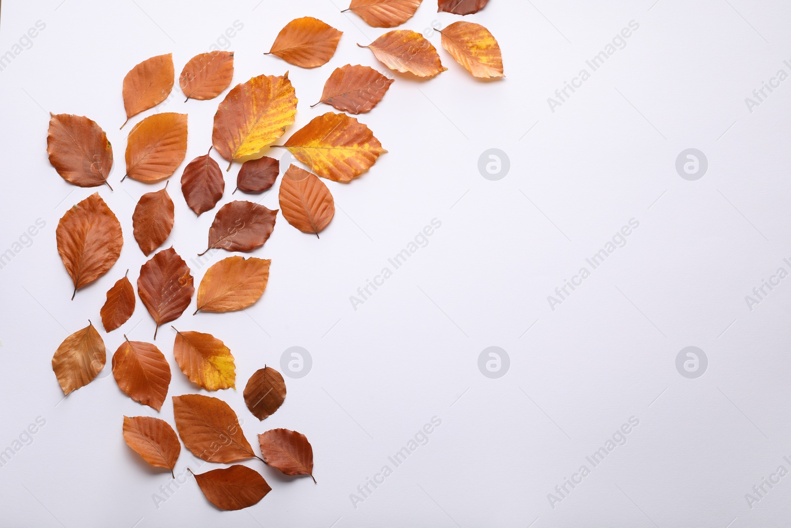 Photo of Dry autumn leaves on white background, flat lay. Space for text