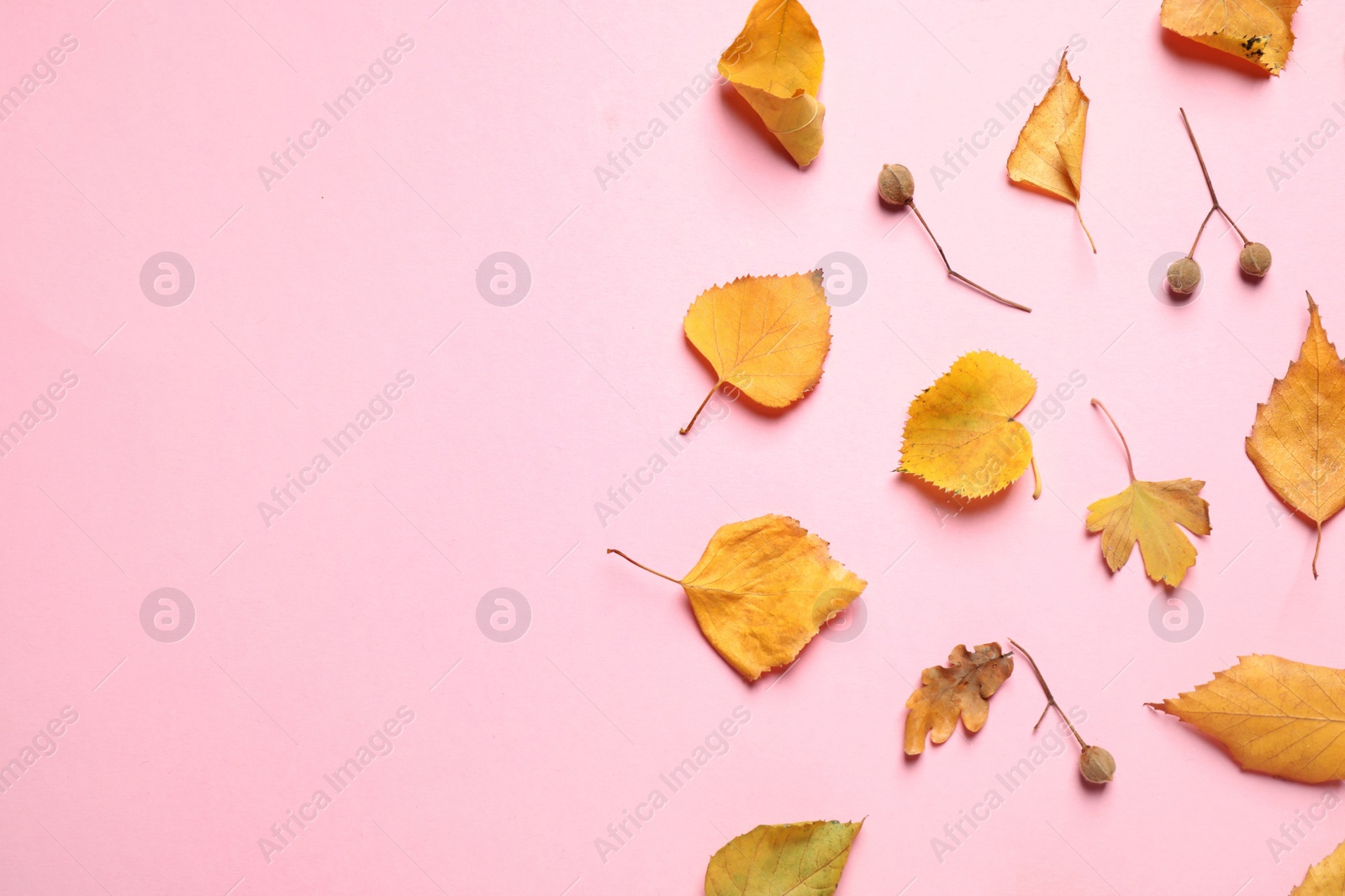 Photo of Flat lay composition with autumn leaves on pink background. Space for text