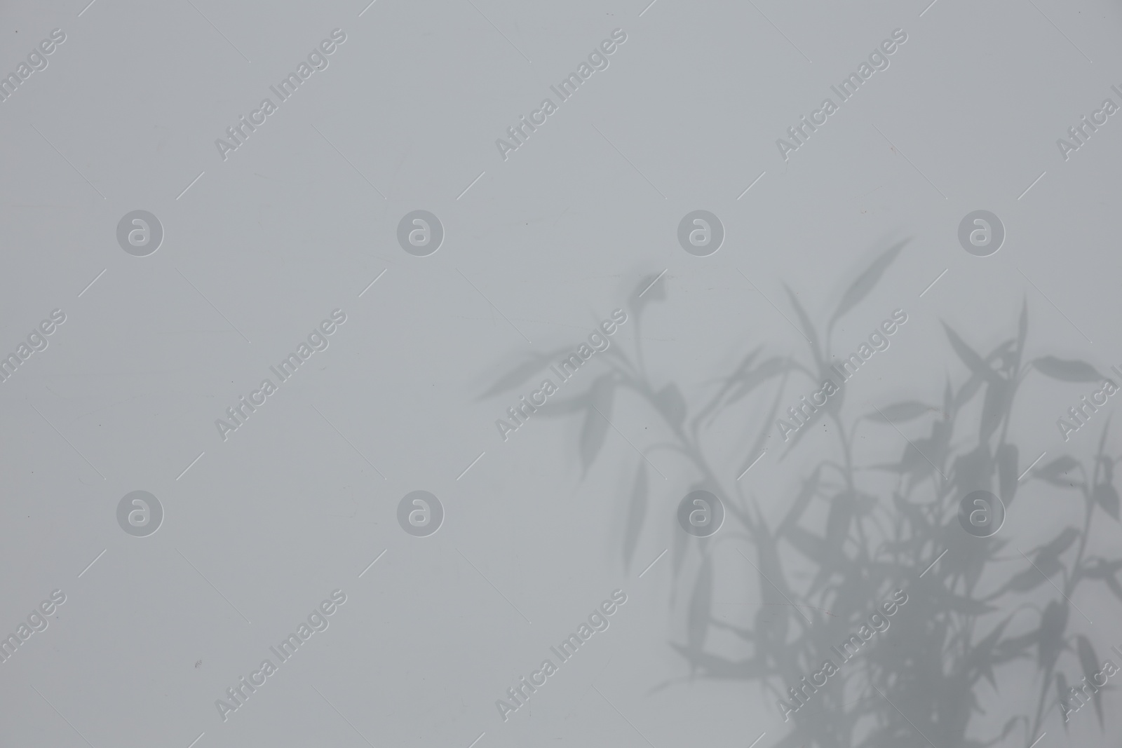 Photo of Shadow of plant falling on white wall, space for text