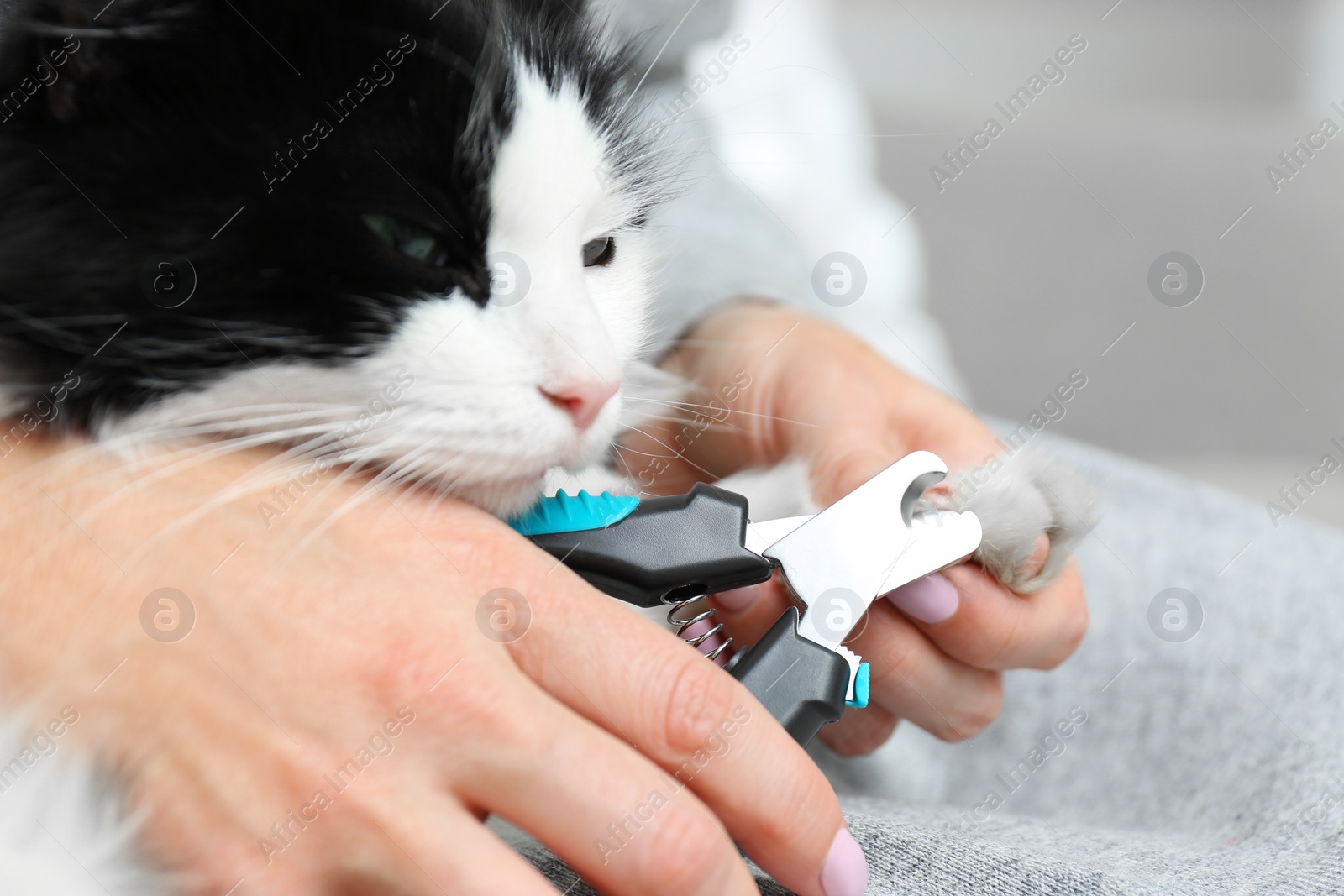 Photo of Woman cutting claws of cute cat with clipper on grey background, closeup