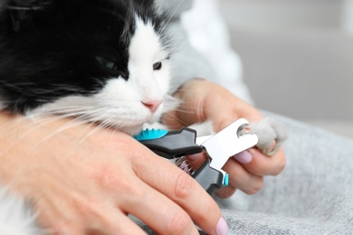 Woman cutting claws of cute cat with clipper on grey background, closeup