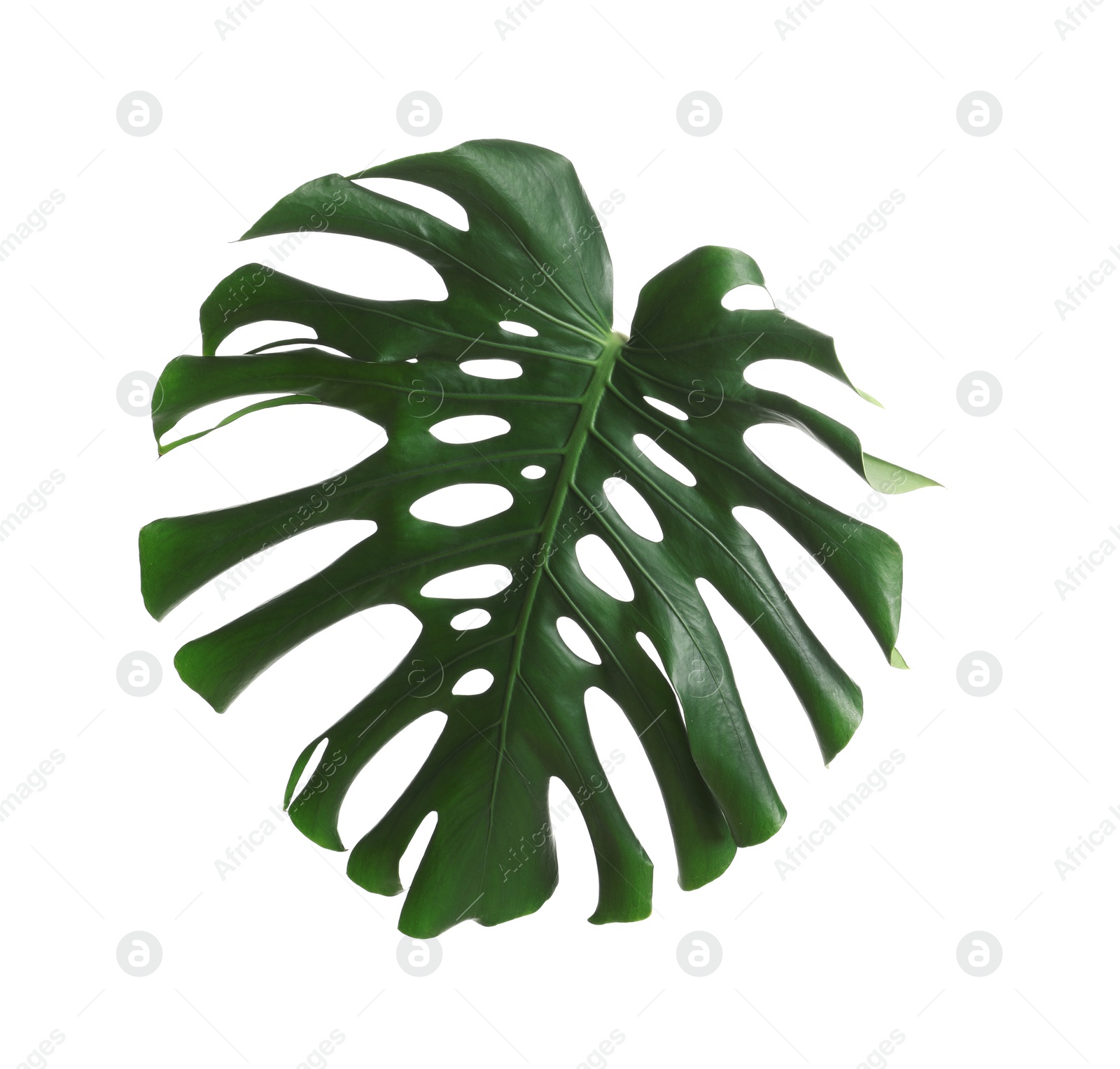 Photo of Green fresh monstera leaf isolated on white. Tropical plant