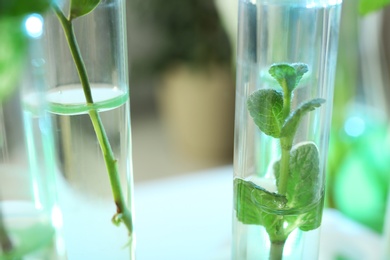 Photo of Green plants in test tubes on blurred background, closeup. Biological chemistry