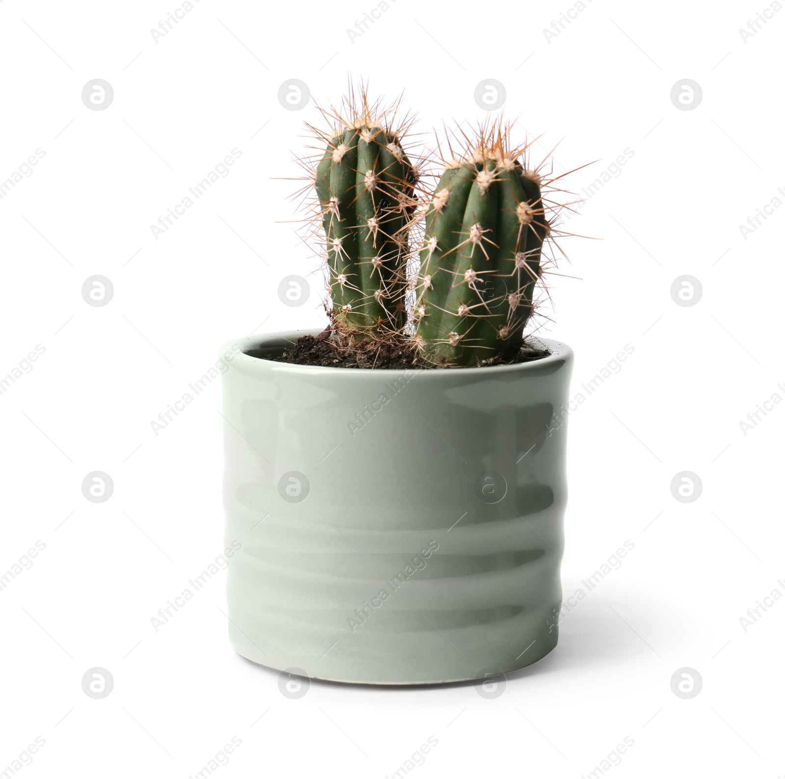 Photo of Beautiful green cacti in pot isolated on white